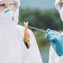 Ихтиологическая экспертиза Ихтиологическая экспертиза